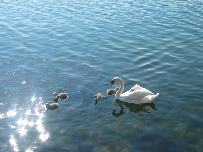2006 05-Geneva Swans.jpg
